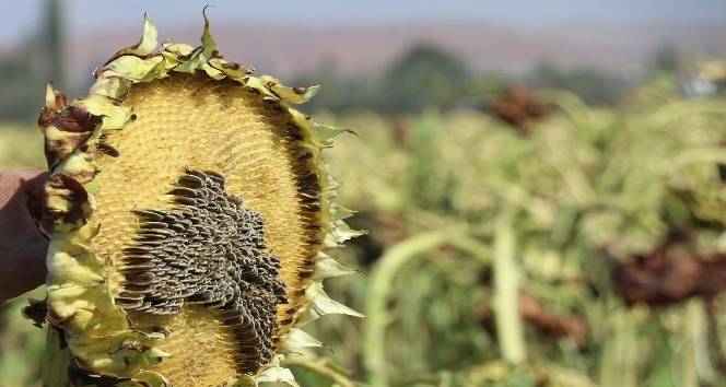Aksaray’da 10 bin dekar ekili tarım arazisini dolu vurdu