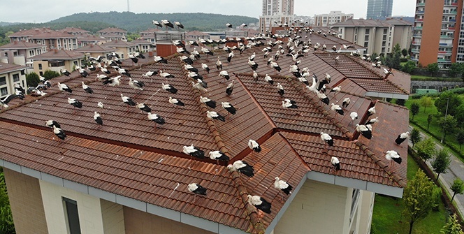 Leyleklerin göç molası havadan görüntülendi