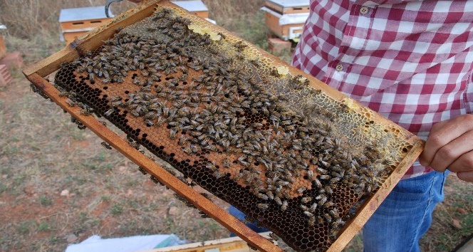 Bakanlık önlem aldı, arı ölümleri azaldı
