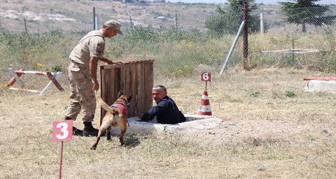 Hayat kurtaran köpekler 16 aylık eğitimden geçiriliyor