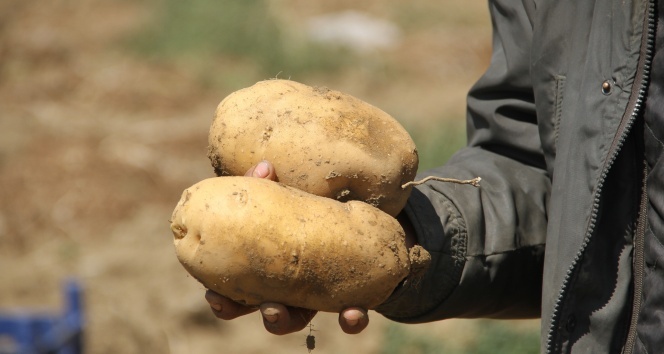 Üreticiyi verimiyle umutlandıran patates fiyatıyla hüsrana uğrattı