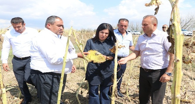 Aksaray’daki dolu afetinde zarar gören arazi 20 bin dekara yükseldi