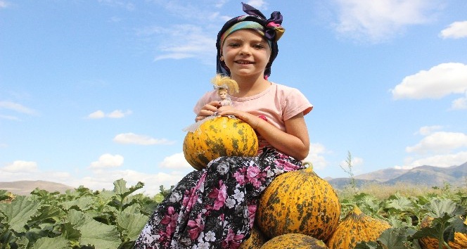Karaman’da hasadı başlayan kavun üreticinin yüzünü güldürüyor