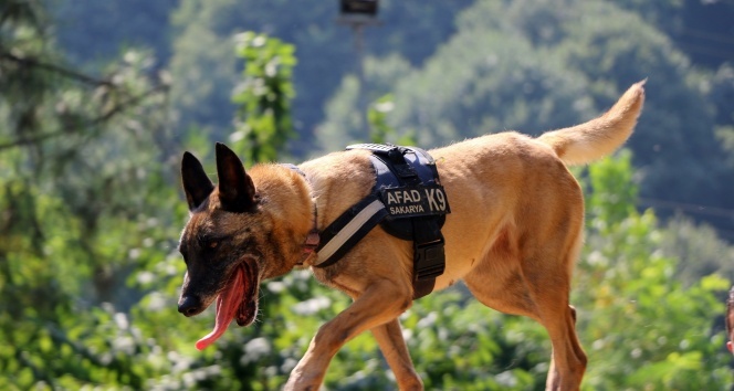 Altın burunlu köpekler AFAD’da yetişiyor