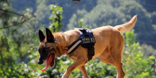 Altın burunlu köpekler AFAD’da yetişiyor