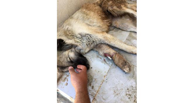 HDP’li belediye Mardin’de hayvanlara dehşeti yaşatmış