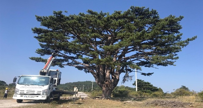 Anıt ve tescilli ağaçlarda rehabilitasyon çalışmaları