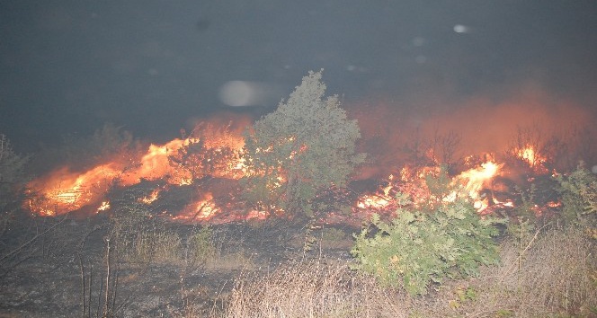 Tekirdağ’da korkutan yangın: Yüzlerce çam alev alev yandı