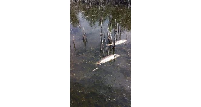 Afyonkarahisar Eber Gölü’nde yaşanan balık ölümleri