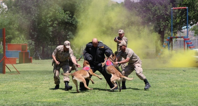 Jandarmanın operasyon köpekleri suçlulara göz açtırmıyor