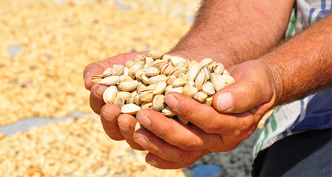 Manisa'da üretilen Antep fıstığı yüzleri güldürdü