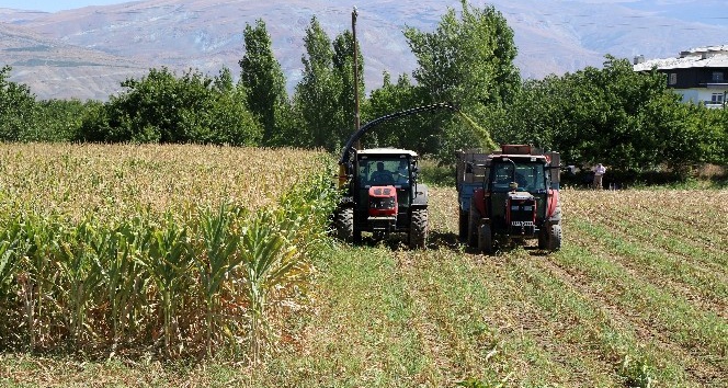 Silajlık mısır hasadı Erzincan’da başladı