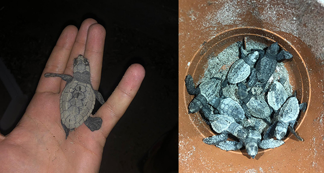 Sahilde birdenbire ortaya çıkan yavru caretta carettalar şaşırttı