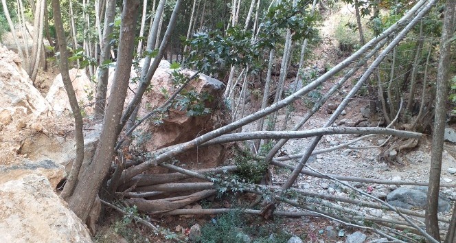 Dev kaya kütlesi onlarca ağacı kökünden kopardı