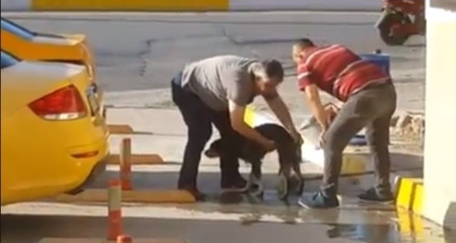 Taksiciler kirli sokak köpeğini sabunla yıkadı