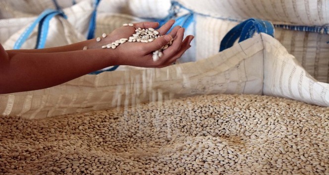 Türkiye’nin 57 şehrine Bitlis’ten fasulye ihraç ediliyor