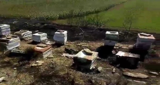 Tekirdağ’da 40 sandık arı kovanı yandı