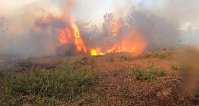 Bursa’daki orman yangınlarının failleri yakalandı