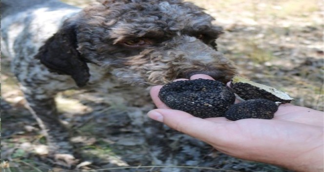 Yozgat’ta av köpekleri ile kilosu 3 bin 500 Euro olan trüf mantarı bulundu