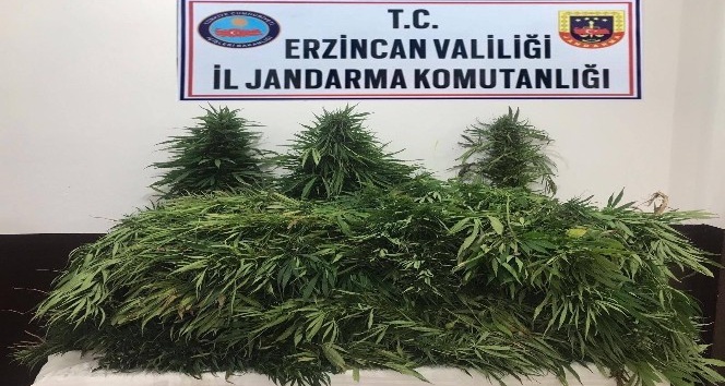 Erzincan’da 82 adet kök kenevir bitkisi ele geçirildi