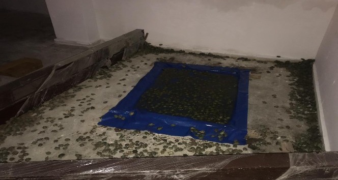 Sınır kapısında 2 bin 500 kaplumbağa ele geçirildi