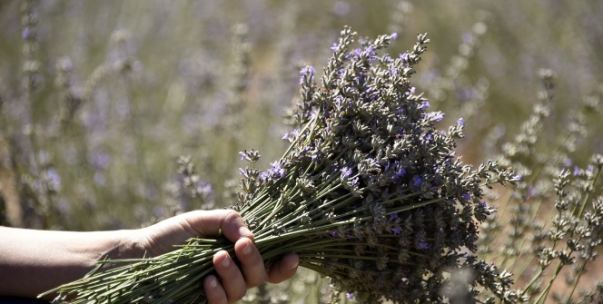 Gümüşhane artık lavanta kokuyor