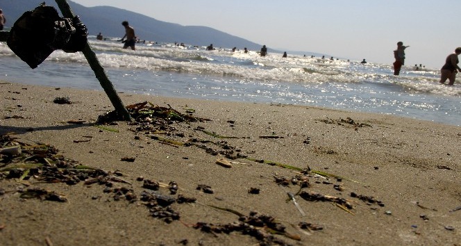 Muğla’da binlerce bal arısı telef olarak sahile vurdu