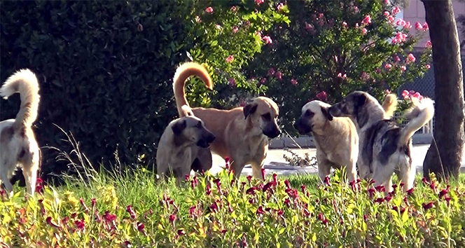 Sokak köpekleri vatandaşların korkulu rüyası oldu İhlas Haber Ajansı