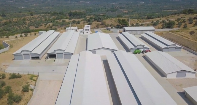 Türkiye’nin en sağlıklı keçi çiftliği İzmir’de kuruldu