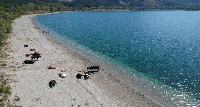 Krater gölü kıyısında yatan inekler kimini korkuttu, kimini şaşırttı