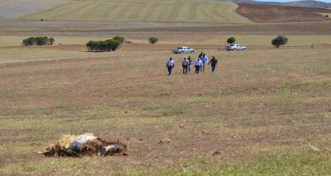 Kırıkkale’de kurtlar 15 koyunu telef etti