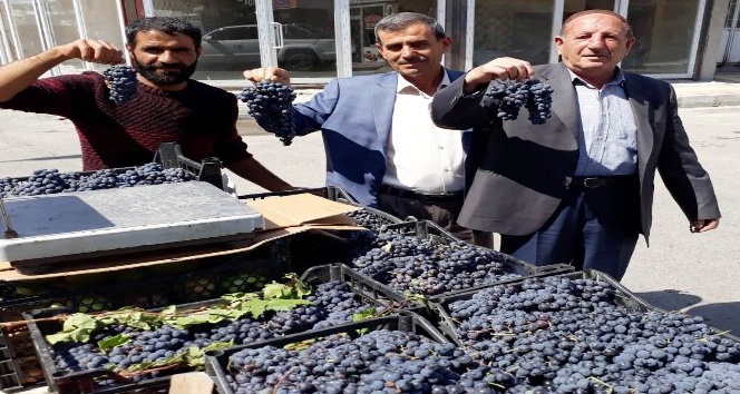 Erciş’in 3 bin yıllık endemik üzümü piyasaya çıktı
