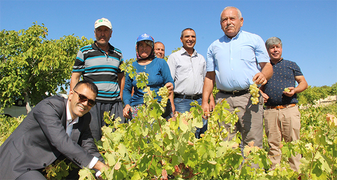 Silifke’de bin 800 rakımda sofralık üzüm hasadı başladı