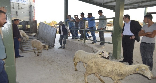 Genç çiftçilere 250 koyun hibe edildi