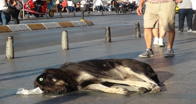 (Özel) Taksim’de turist kadın sevdiği köpek tarafından ısırıldı