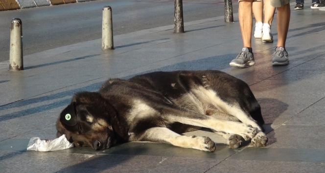 Taksim’de turist kadın sevdiği köpek tarafından ısırıldı