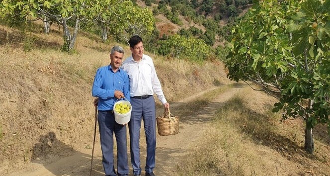 Başkan Özcan üreticiyle birlikte incir hasat etti