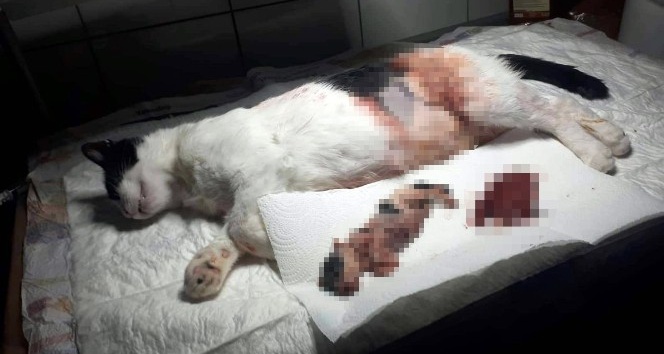 Yavrusu karnında ölen anne kedi ameliyatla kurtarıldı