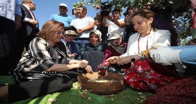 Başkan Fatma Şahin, gurme ve gastronomi yazarları ile birlikte fıstık topladı