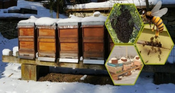Bal hasadından hemen sonra arılara kış bakımı yapılmalı