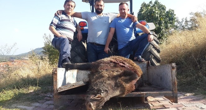 2 saat kovalamaca sonrası 290 kiloluk domuzu vurdular
