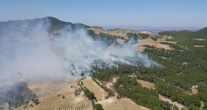Aydın’da 2.5 hektar ormanlık alan yandı