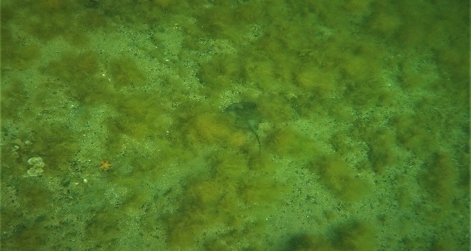 (Özel) Marmara Denizi’nin derinliklerinde yaşayan vatozlar böyle görüntülendi