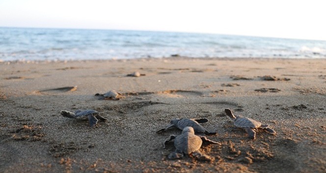 (Özel) Dünyanın gözünün olduğu Mersin sahillerinde 40 binin üzerinde yavru kaplumbağa denizle buluştu