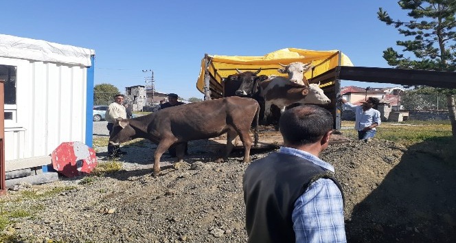 Göle’de çalınan hayvanlar Kars’ta yakalandı