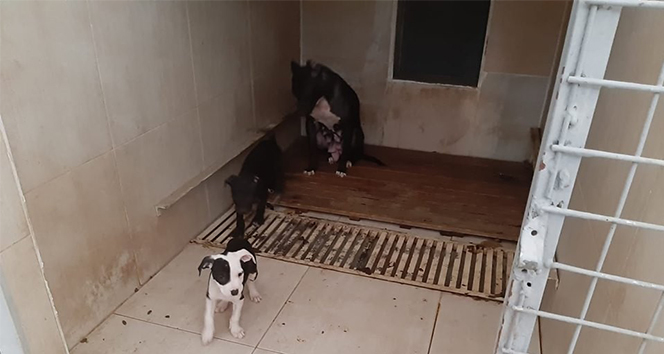 Pitbull Terrier cinsi köpek ve yavrularına el konuldu