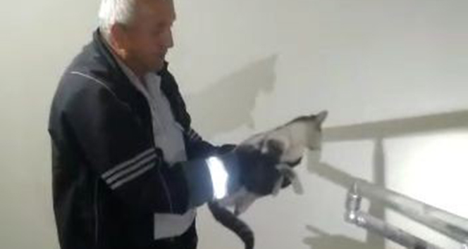 Havalandırma boşluğundaki kediyi duvarı kırarak kurtardılar