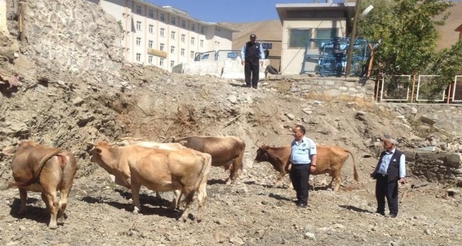 Hakkari’de başıboş büyükbaş hayvan sorunu