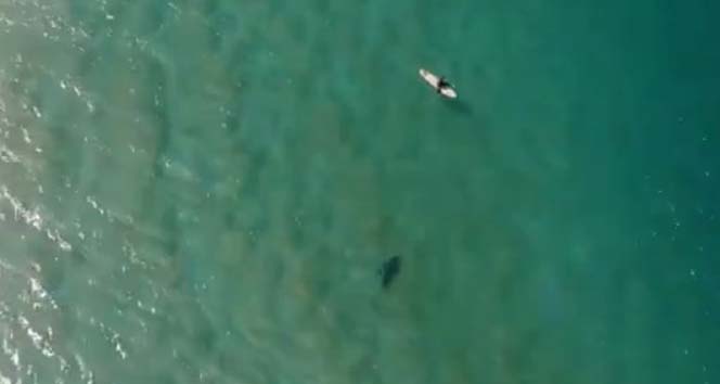 Köpek balığı saldırısını drone ile engelledi