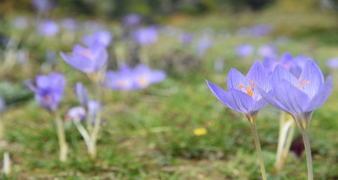 ‘Vargit’ çiçekleri açtı, yaylacılara yol göründü